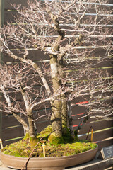 Bonsai tree in Botanical garden in Barcelona