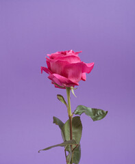 Unique still life composition of a pink rose on purple background. Front view layout. Minimal.