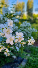 White mock-orange bush blooming