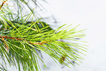 Pine branch close-up on a white background.