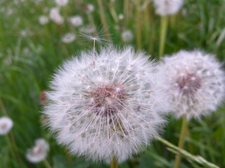 A white dandelion on a background of green grass on a sunny summer day. Blurred background.