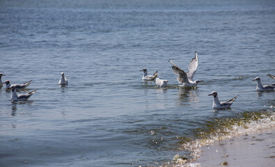 A group of seagulls floating on water Sea. sunny day