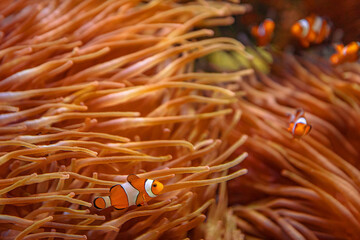 Orange Clownfishes with anemone in coral reef. Amphiprion ocellaris species living in Eastern Indian Ocean and Western Pacific Ocean, in Australia, Southeast Asia and Japan. Family Pomacentridae.