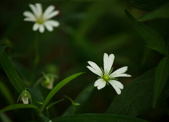 Small, delicate white flowers