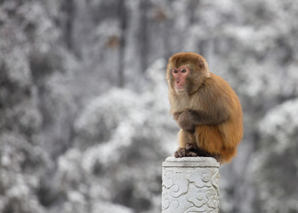Wild tamed macaques in the cold winter high mountains, hungry monkeys, poor monkeys.
