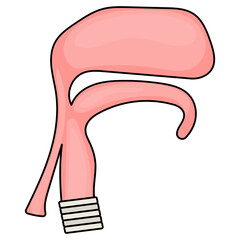 Respiratory and digestive duct Vector color Icon Design, Organ System Symbol, Human Anatomy Sign, Human Body Parts Stock illustration, The pharynx Concept,  