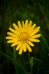 A close-up of a yellow flower