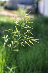 close up of grass