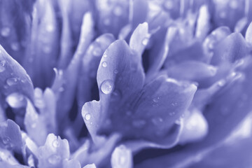 Lilac peony petals with water drops. Close-up. Floral background. Very Peri Color of the Year 2022.