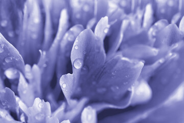 Lilac peony petals with water drops. Close-up. Floral background. Very Peri Color of the Year 2022.