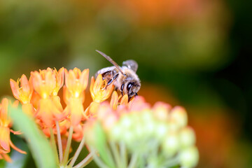 Bee - Apis mellifera - pollinates Asclepias Tuberosa - butterfly milkweed