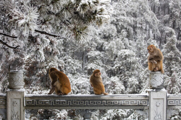 Wild tamed macaques in the cold winter high mountains, hungry monkeys, poor monkeys.
