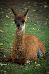 Young llama sitting on the ground