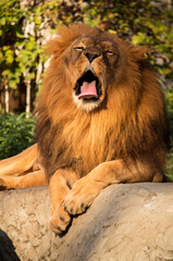 Male lion yawning