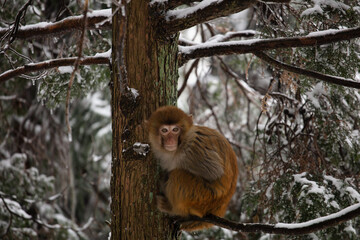 Wild tamed macaques in the cold winter high mountains, hungry monkeys, poor monkeys.

