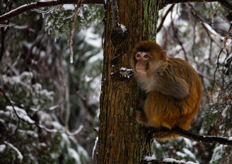 Wild tamed macaques in the cold winter high mountains, hungry monkeys, poor monkeys.
