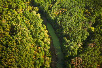 Naklejka premium Aerial View Green Forest Woods And River Landscape In Sunny Summer Day. Top View Of Beautiful European Nature From High Attitude In Summer Season. Drone View. Bird's Eye View