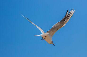 Seagull flying in sky. Seagull flying sky as freedom concept