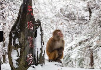 Wild tamed macaques in the cold winter high mountains, hungry monkeys, poor monkeys.
