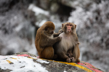 Wild tamed macaques in the cold winter high mountains, hungry monkeys, poor monkeys.
