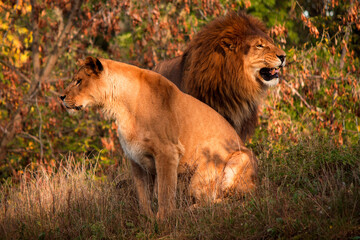 A pair of lions