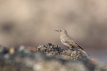 Oiseau Pipit maritime en bord de mer de Bretagne
Anthus petrosus - European Rock Pipit