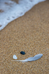 Sand texture. Copy space. Top view. Flat lay. Feather of a bird on wet sand close-up