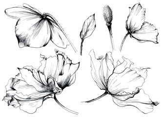 floral graphic drawing, illustration of botanical elements on a white background