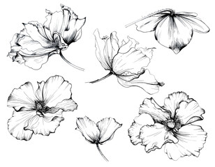 Vintage flowers, botany, set, black and white illustration