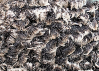 Closeup gray karakul fur hat. Selective focus.