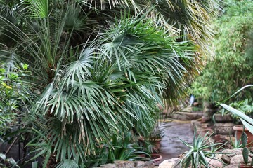 pine tree in the garden