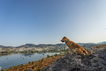 Beautiful landscape dog looks at the sea at dawn. - 484128304