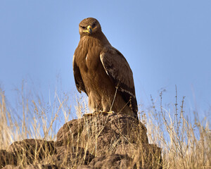 The migratory Steppe Eagle giving a perfect pose in front of the Camera.