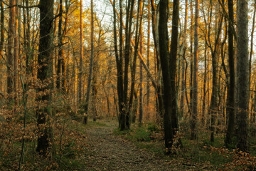 Path through dreamy autumn forest in the evening