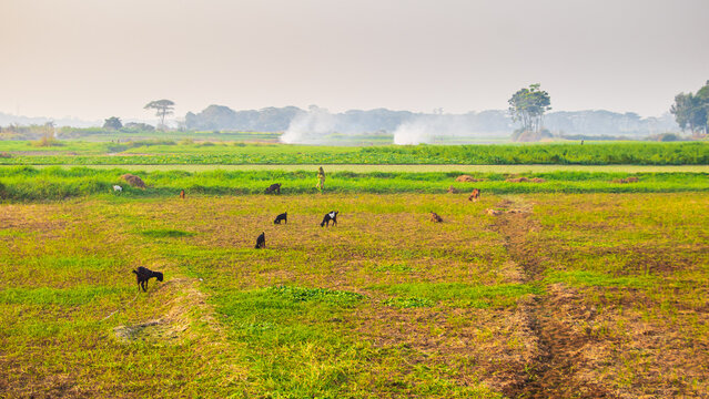 The local people are feeding grass to goats in the field in winter. The image I captured on January 17, 2022, from Keranigonj, Bangladesh, South Asia.