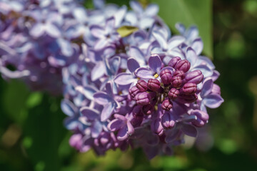 Garden blooming purple lilac flowers, close-up background