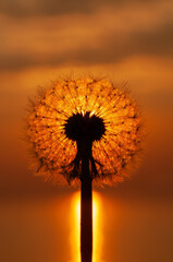 Silhouette of dandelion flower in front of setting sun over sea