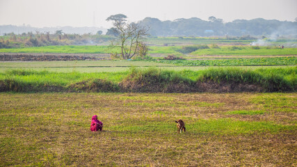 The local people are feeding grass to goats in the field in winter. The image I captured on January...