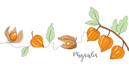 Physalis or winter cherry one line vector illustration