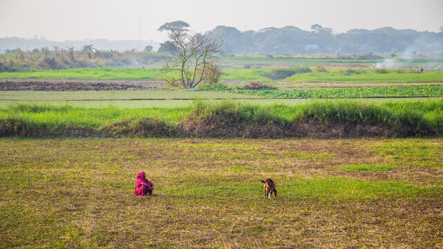 The local people are feeding grass to goats in the field in winter. The image I captured on January 17, 2022, from Keranigonj, Bangladesh, South Asia.