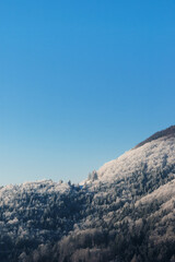 Beautiful snow covered spruce forest on hillside on a clear winter morning with blue sky