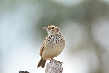 Indochinese Bushlark Mirafra erythrocephala Salvadori Giglioli