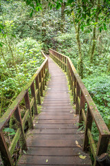 Wooden path in the forest.