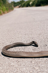 Dead nonvenomous snake lying on asphalt killed by road traffic, Aesculapian snake