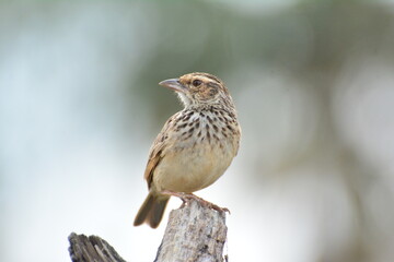 Indochinese Bushlark Mirafra erythrocephala Salvadori Giglioli