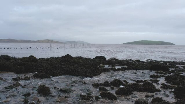 Stream flowing over rocks into Balcary Bay at low tide on the Scottish coast
