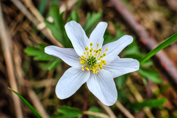 Close-up of wood anemone, anemone nemorosa
