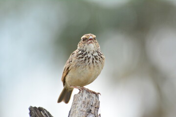 Indochinese Bushlark Mirafra erythrocephala Salvadori Giglioli