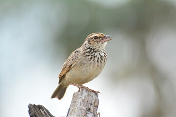 Indochinese Bushlark Mirafra erythrocephala Salvadori Giglioli