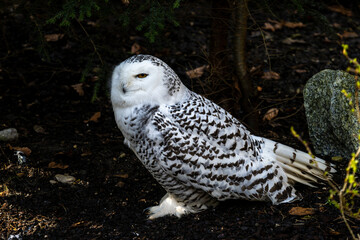 The Snowy Owl, Bubo scandiacus is a large, white owl of the owl family